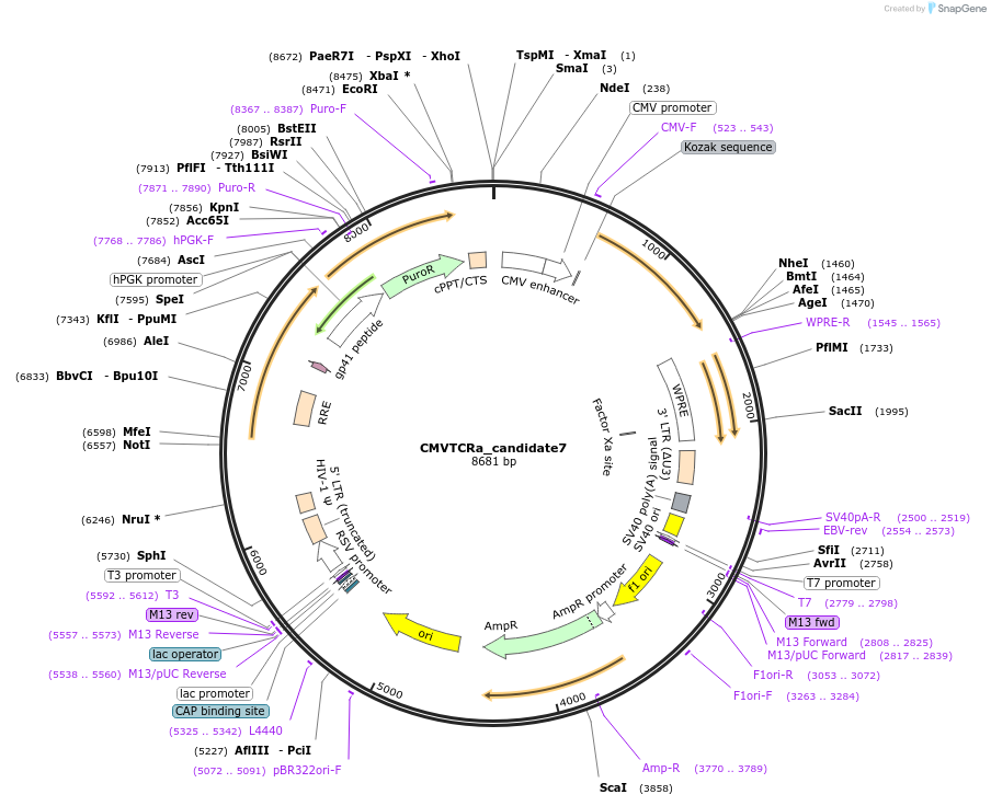 165003-plasmid-map-sequence-id-327890