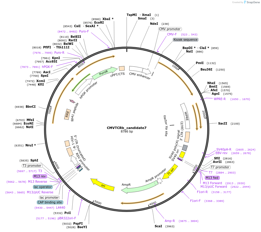165004-plasmid-map-sequence-id-327905