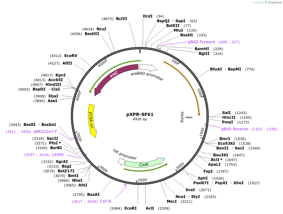 163916-plasmid-map-sequence-id-327914