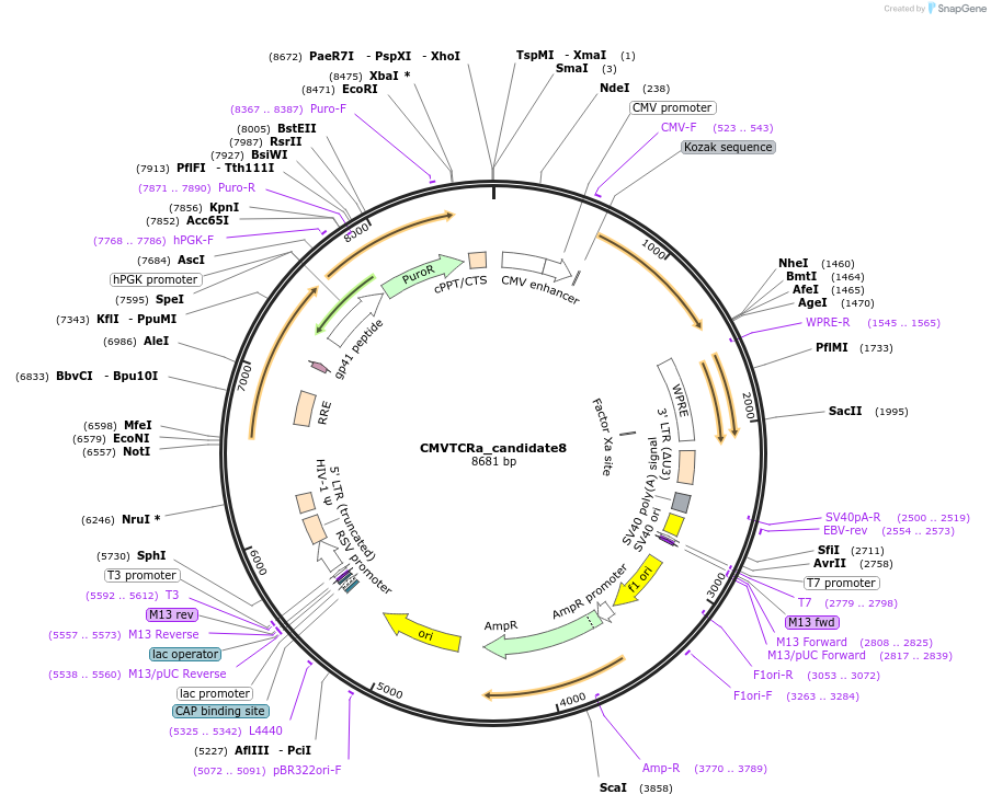 165005-plasmid-map-sequence-id-327915