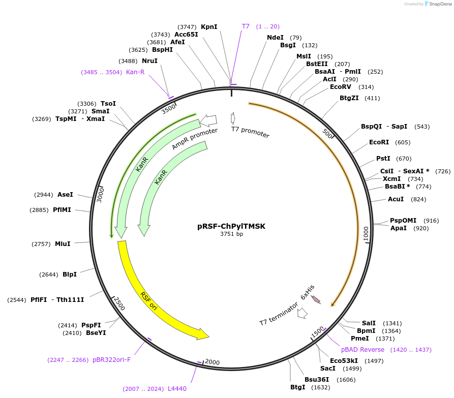 163915-plasmid-map-sequence-id-327916