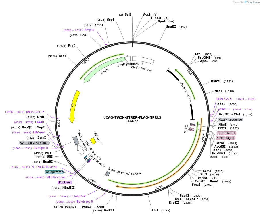 164984-plasmid-map-sequence-id-327932