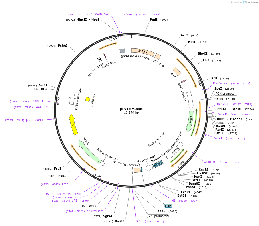 83046-plasmid-map-sequence-id-327981