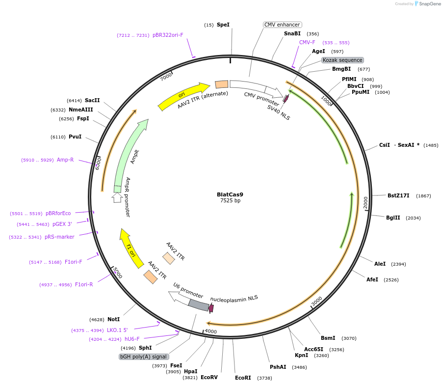 163792-plasmid-map-sequence-id-327995