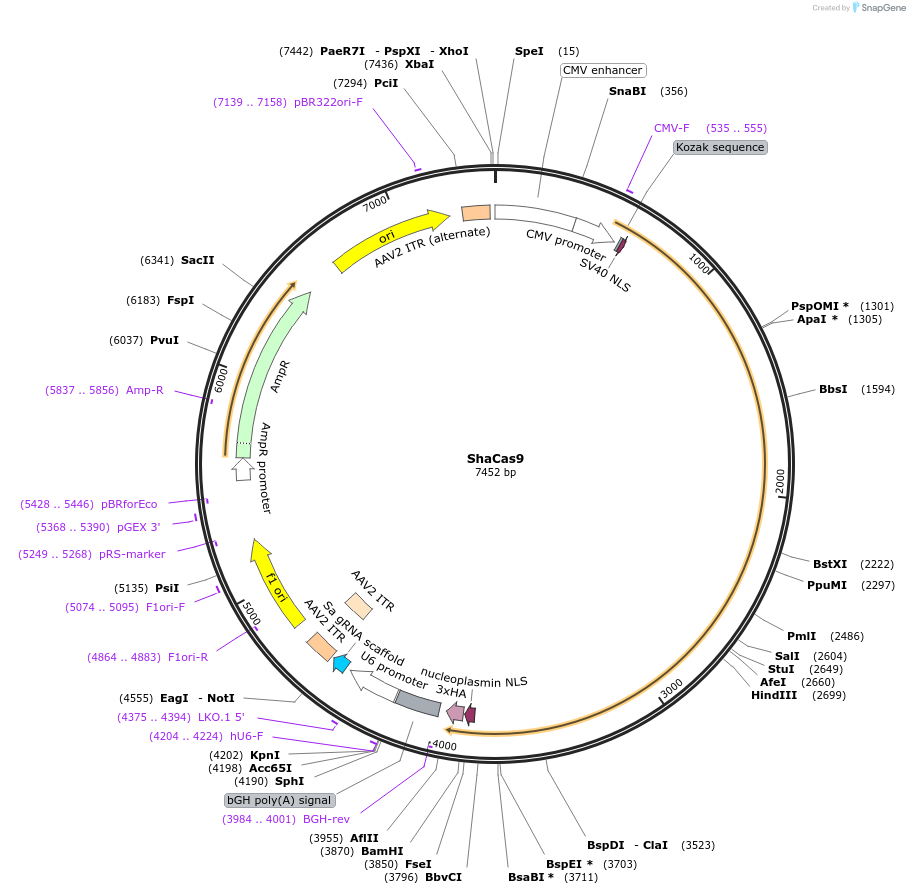 163794-plasmid-map-sequence-id-327997