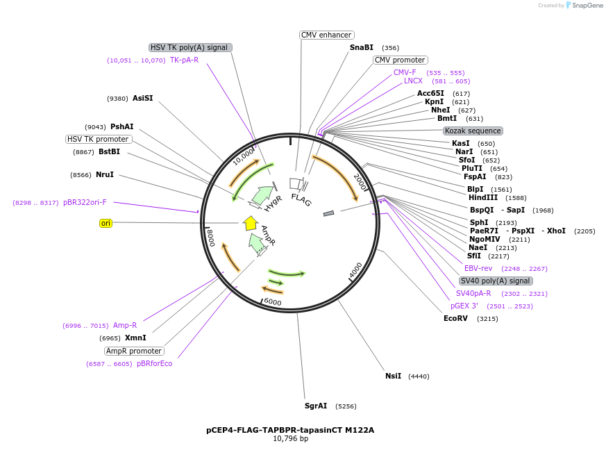 153474-plasmid-map-sequence-id-327999