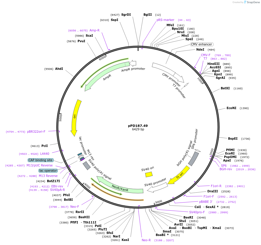 1722-plasmid-map-sequence-id-328