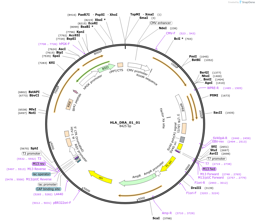 165012-plasmid-map-sequence-id-328008
