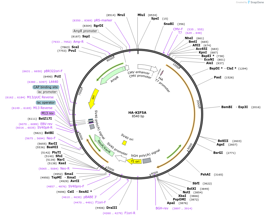 166958-plasmid-map-sequence-id-328015