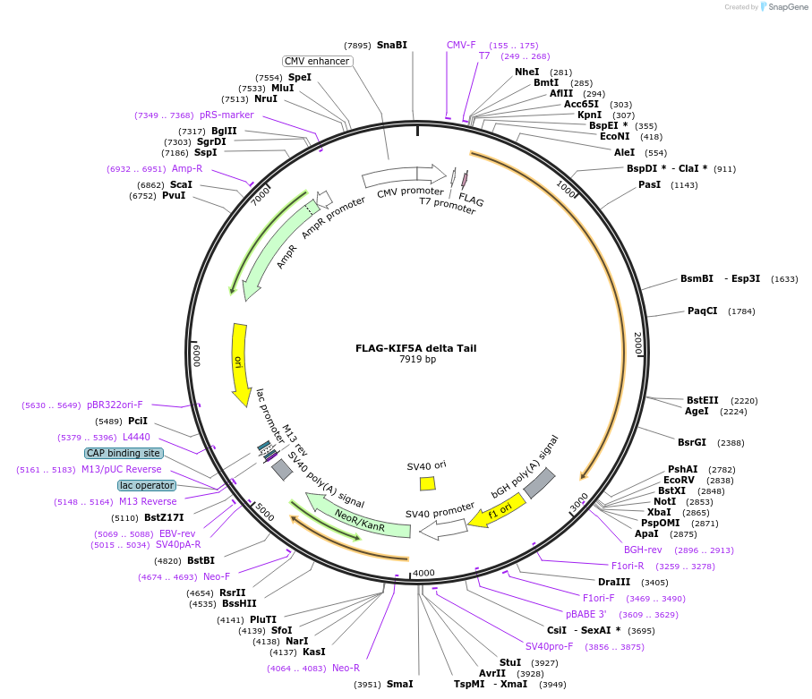 166955-plasmid-map-sequence-id-328019