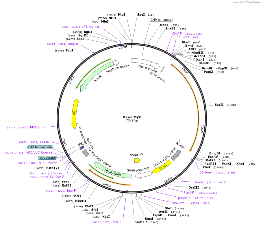 166962-plasmid-map-sequence-id-328025