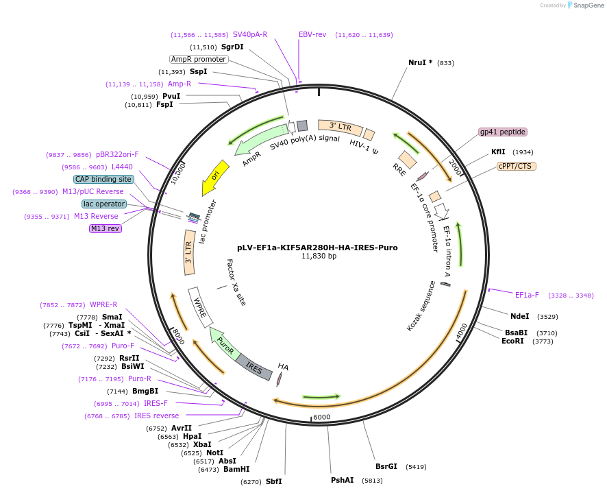 166953-plasmid-map-sequence-id-328033