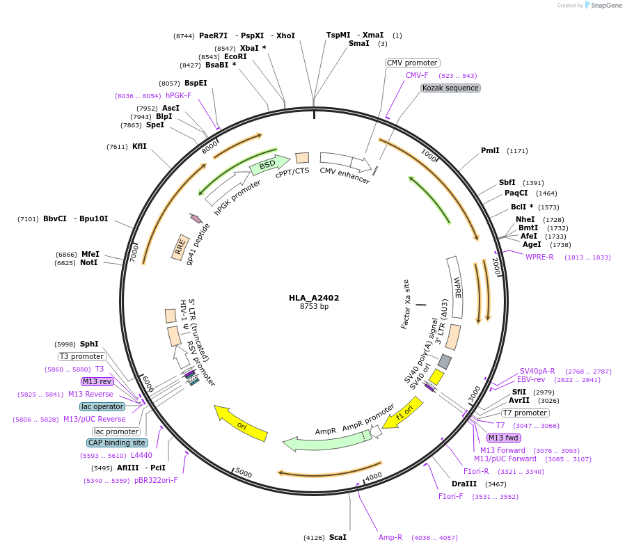 165010-plasmid-map-sequence-id-328036