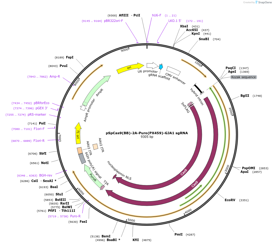 164471-plasmid-map-sequence-id-328047