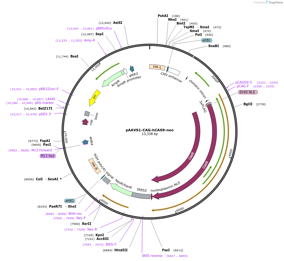 166026-plasmid-map-sequence-id-328056