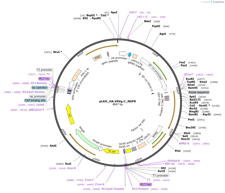 158263-plasmid-map-sequence-id-328059