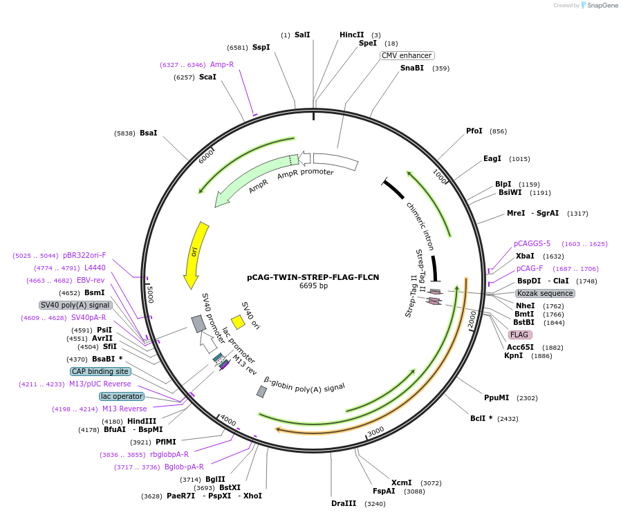 164981-plasmid-map-sequence-id-328068