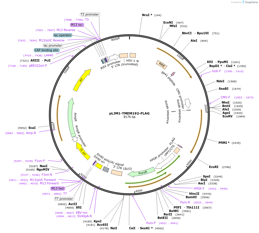 164977-plasmid-map-sequence-id-328072