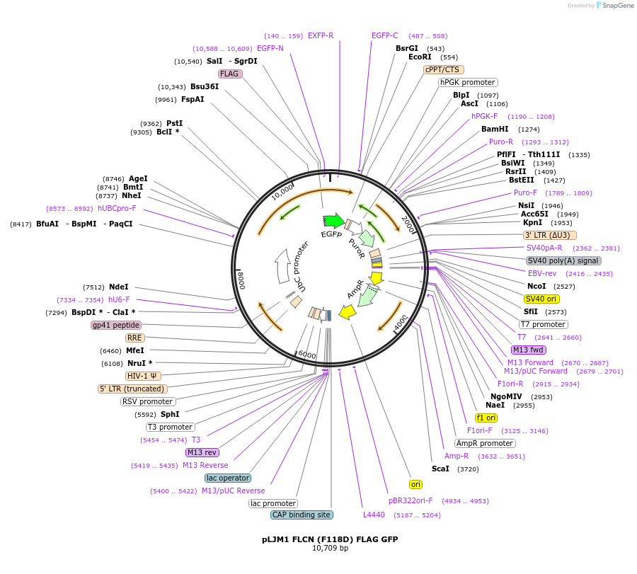 164979-plasmid-map-sequence-id-328077