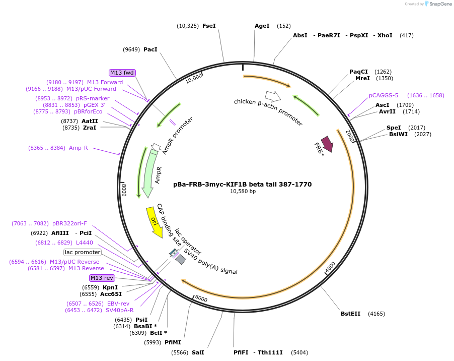 64287-plasmid-map-sequence-id-328082