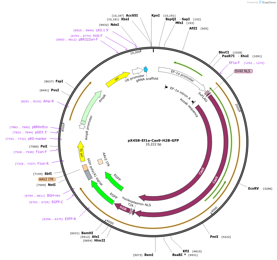 159654-plasmid-map-sequence-id-328107