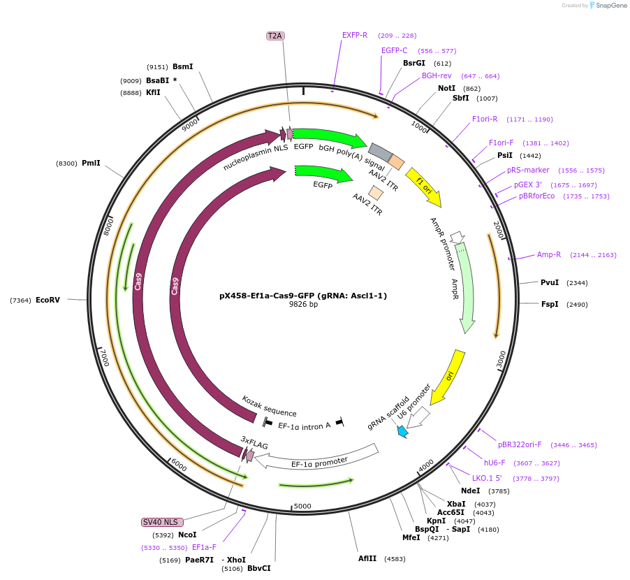 159656-plasmid-map-sequence-id-328112