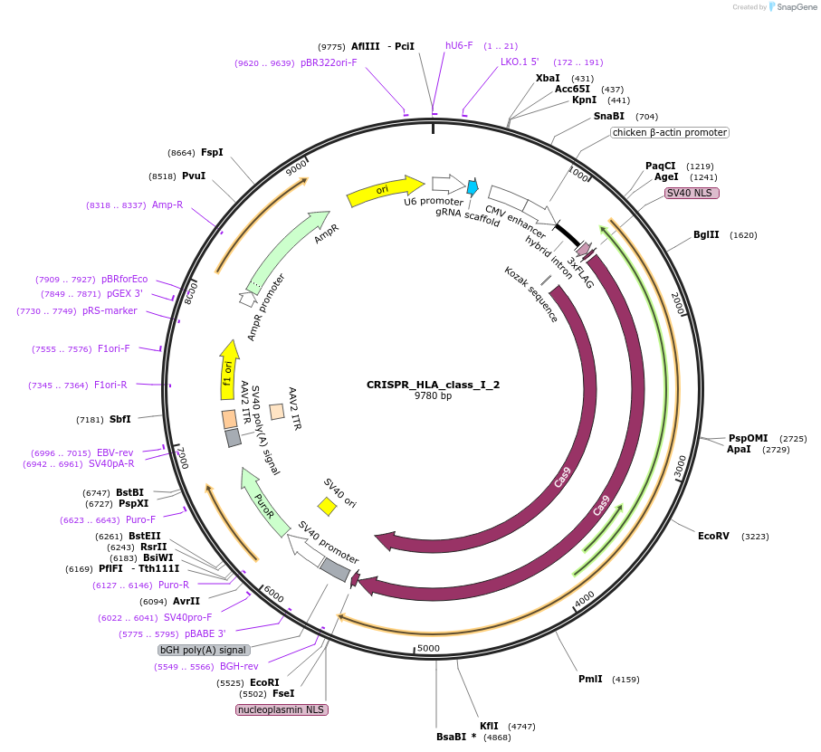 164987-plasmid-map-sequence-id-328118