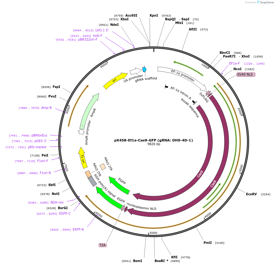 159662-plasmid-map-sequence-id-328128