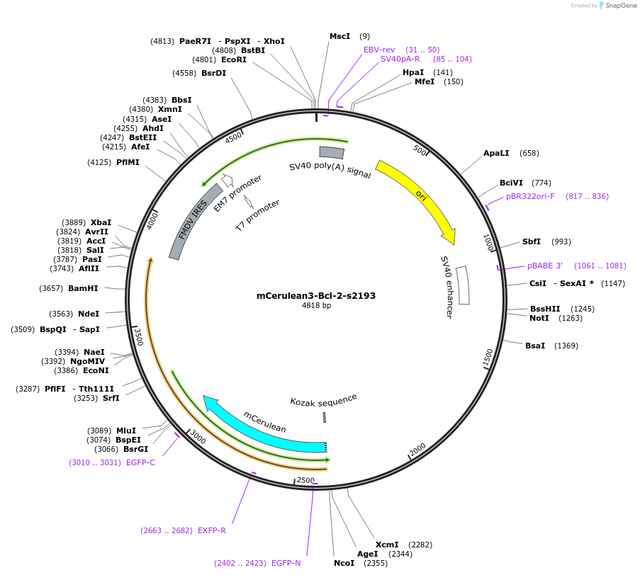 166750-plasmid-map-sequence-id-328133