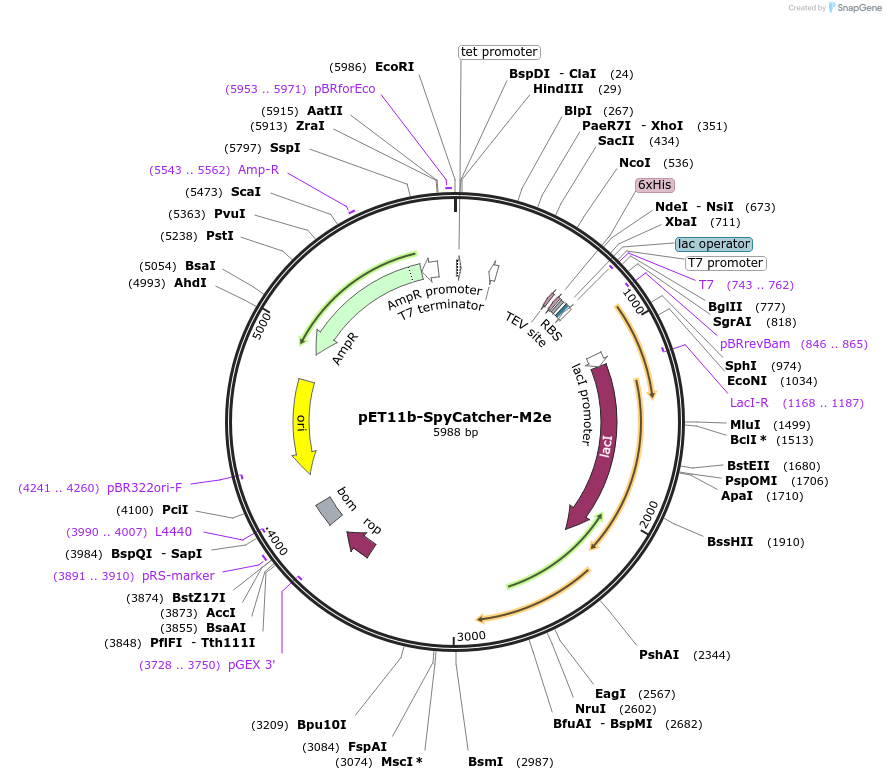 165990-plasmid-map-sequence-id-328136
