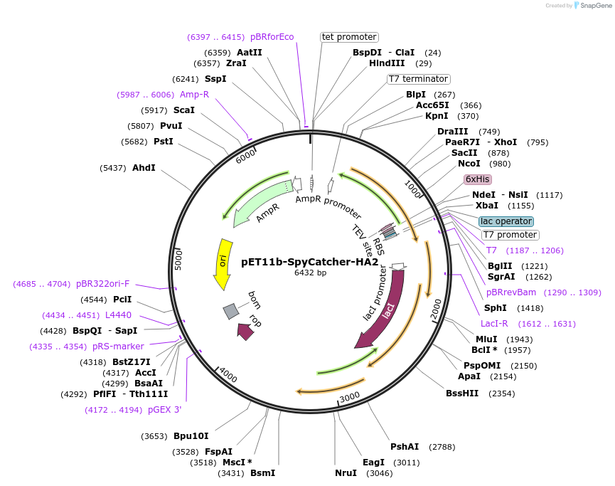 165991-plasmid-map-sequence-id-328137