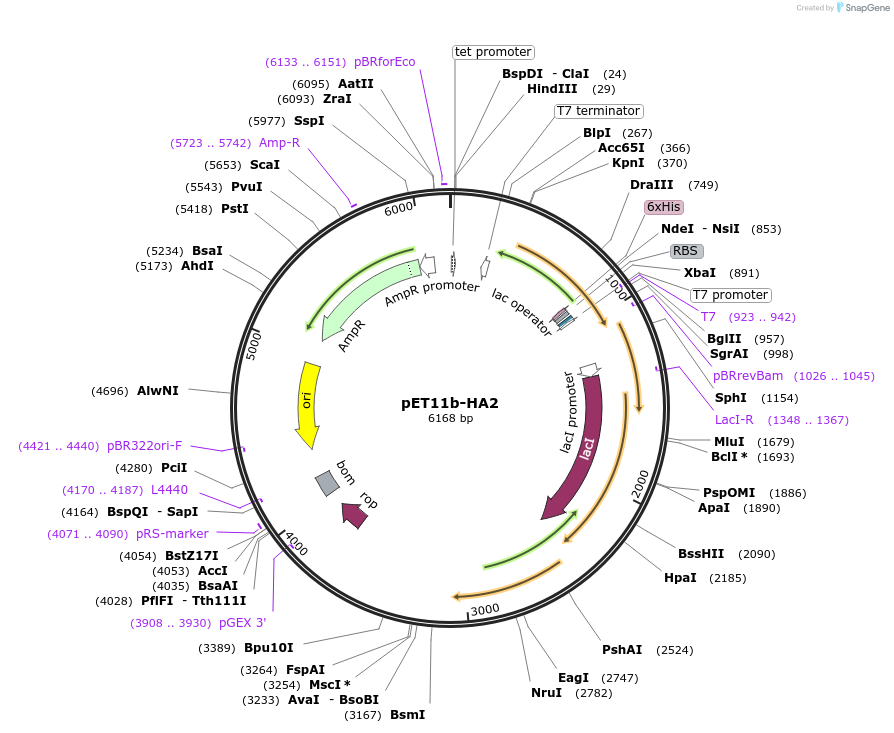 165992-plasmid-map-sequence-id-328141