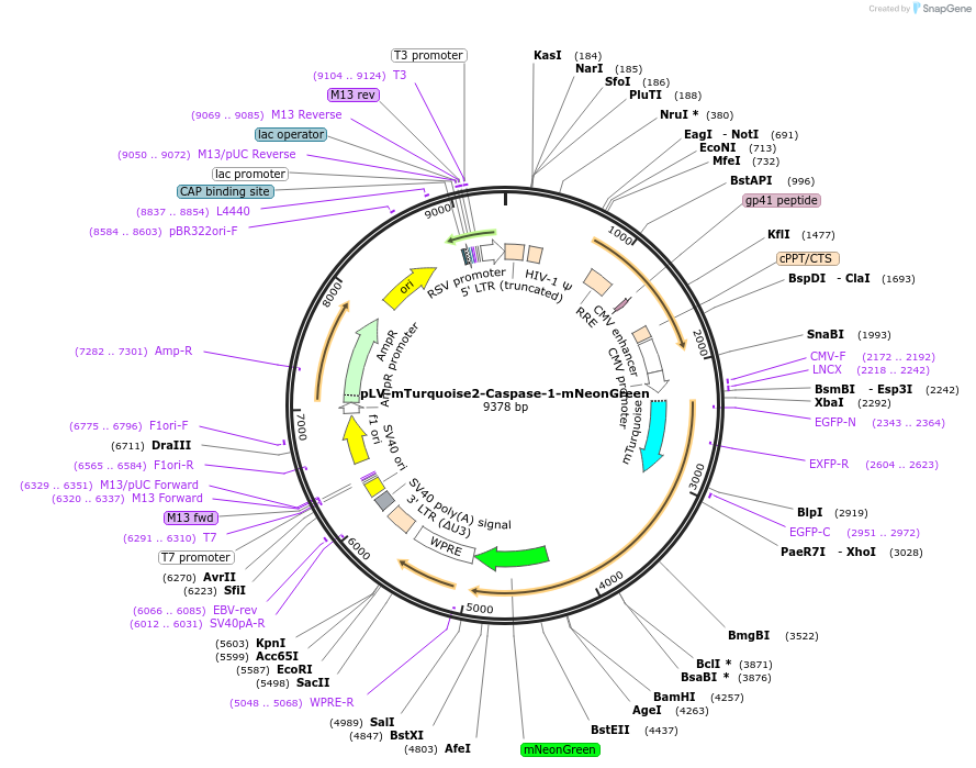 166784-plasmid-map-sequence-id-328157