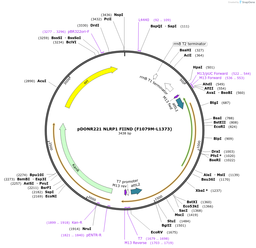 166831-plasmid-map-sequence-id-328216