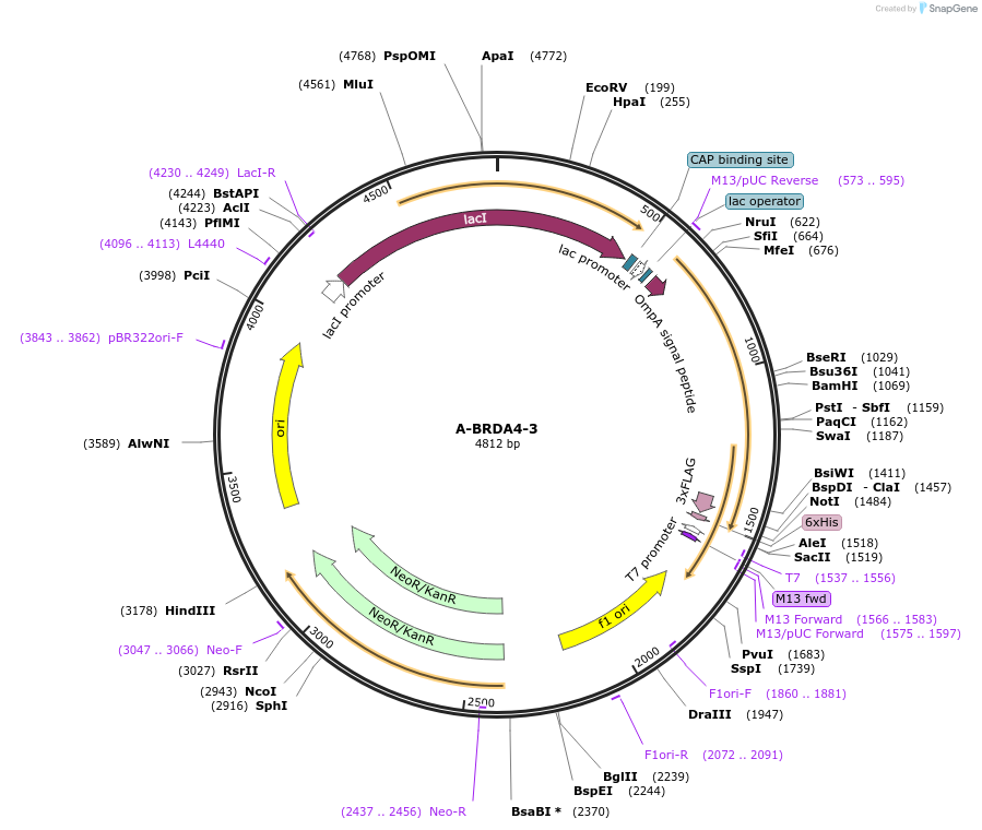 166513-plasmid-map-sequence-id-328227