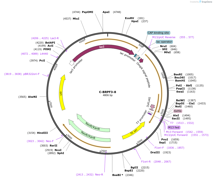 166516-plasmid-map-sequence-id-328228