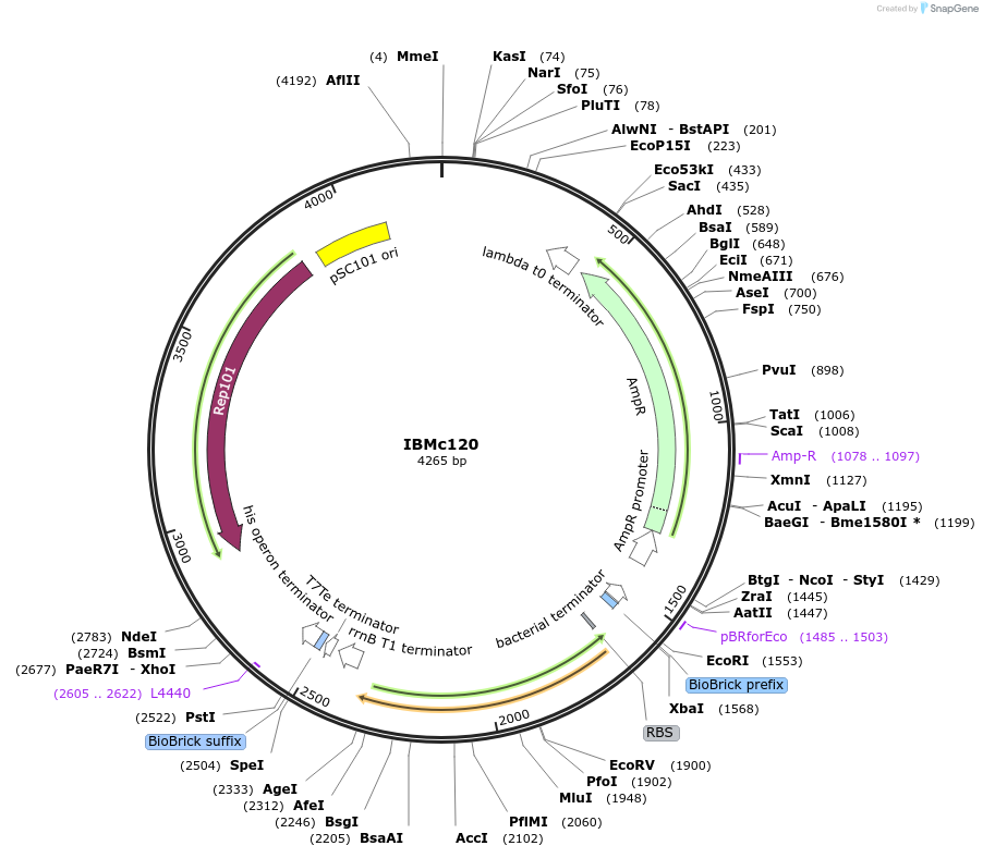161950-plasmid-map-sequence-id-328229