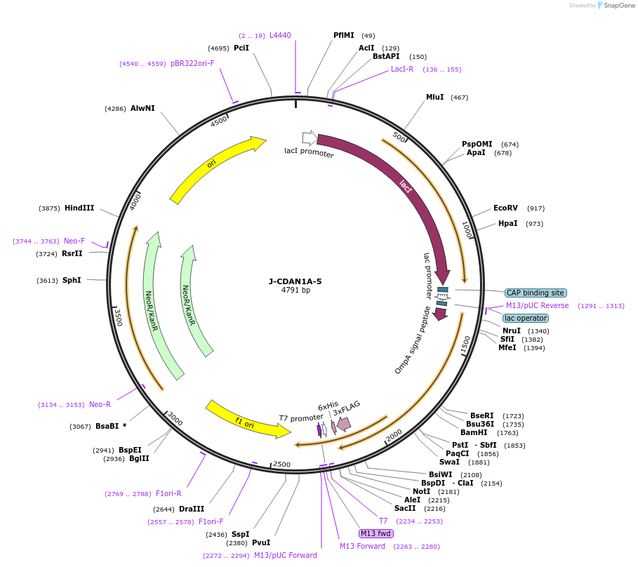 166522-plasmid-map-sequence-id-328268