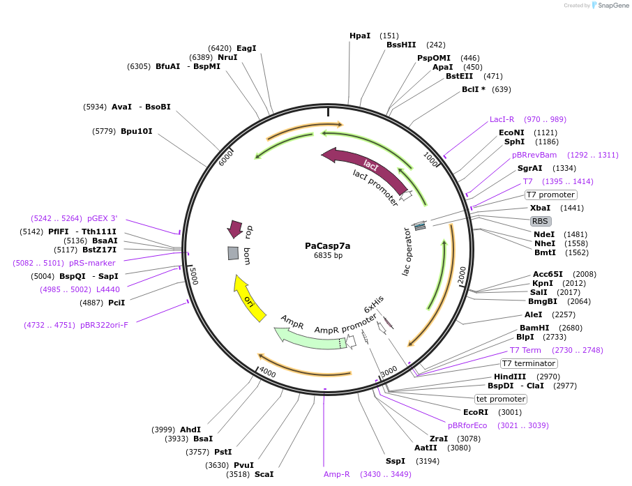 166051-plasmid-map-sequence-id-328269