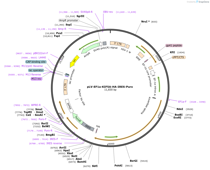 166952-plasmid-map-sequence-id-328274