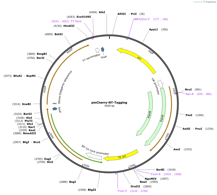 165870-plasmid-map-sequence-id-328278