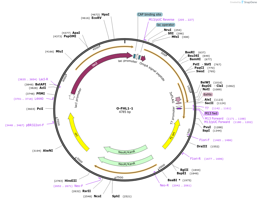 166543-plasmid-map-sequence-id-328279