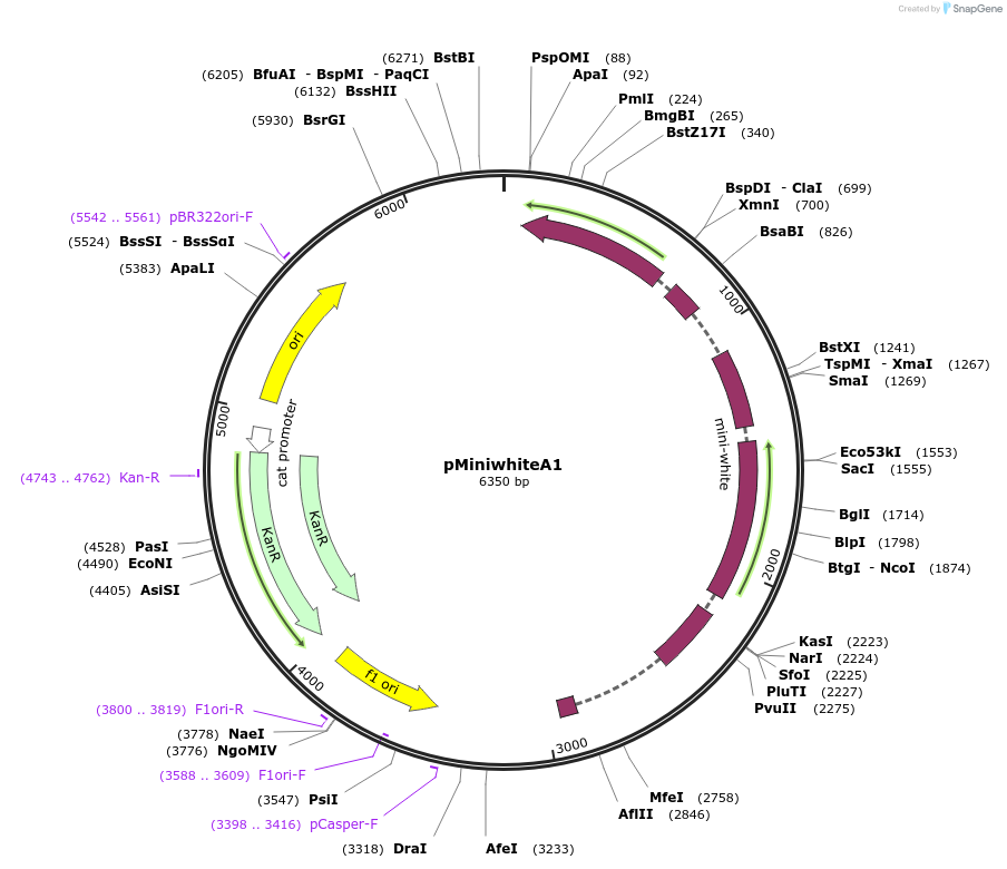 165872-plasmid-map-sequence-id-328280