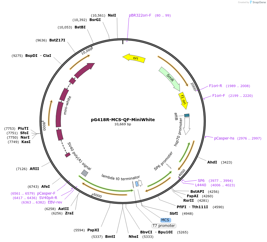 165902-plasmid-map-sequence-id-328281