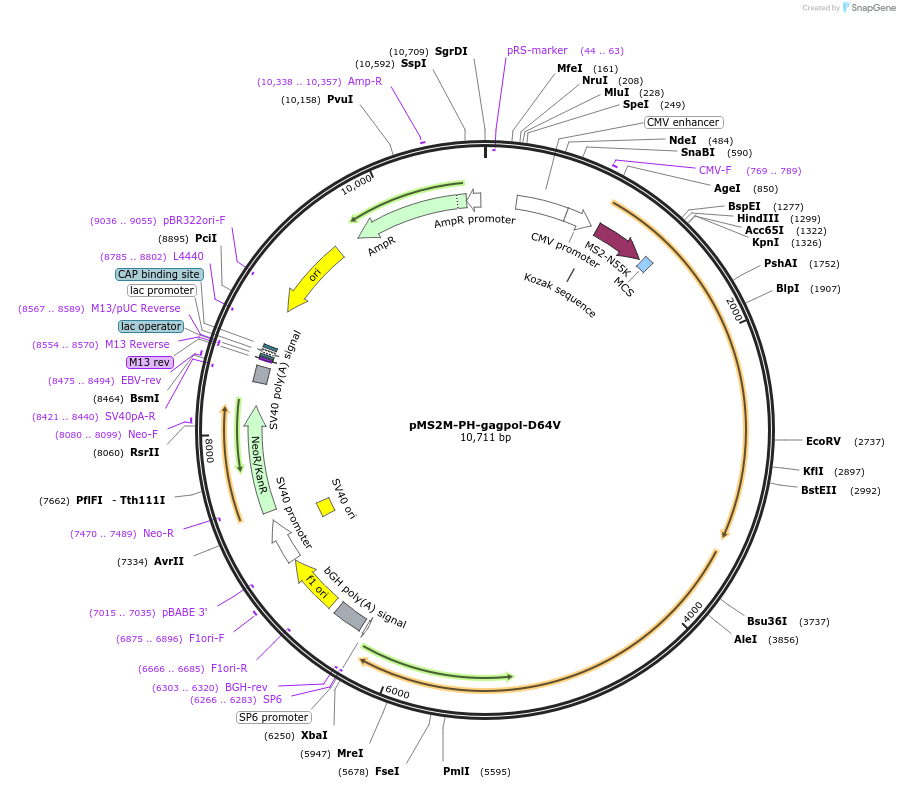166031-plasmid-map-sequence-id-328290