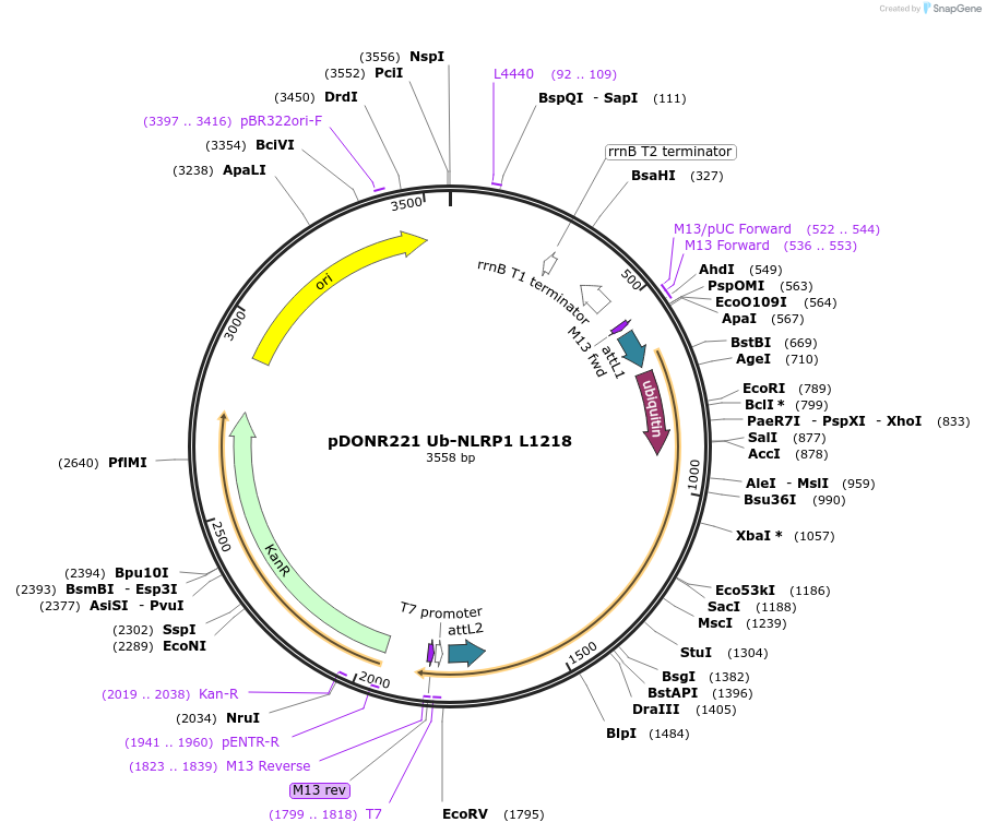 166829-plasmid-map-sequence-id-328291