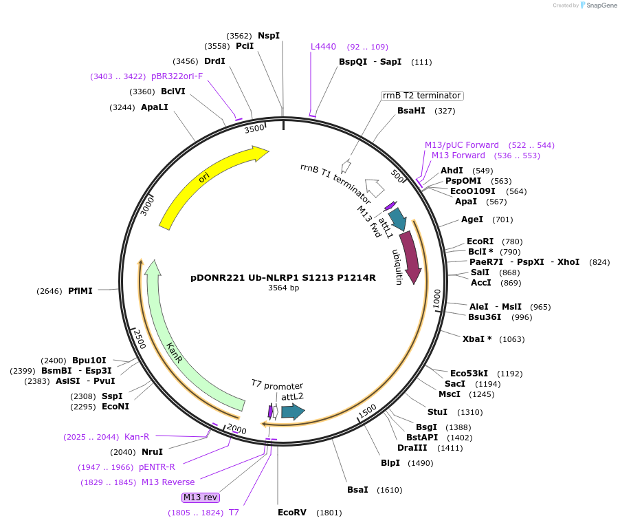 166830-plasmid-map-sequence-id-328304