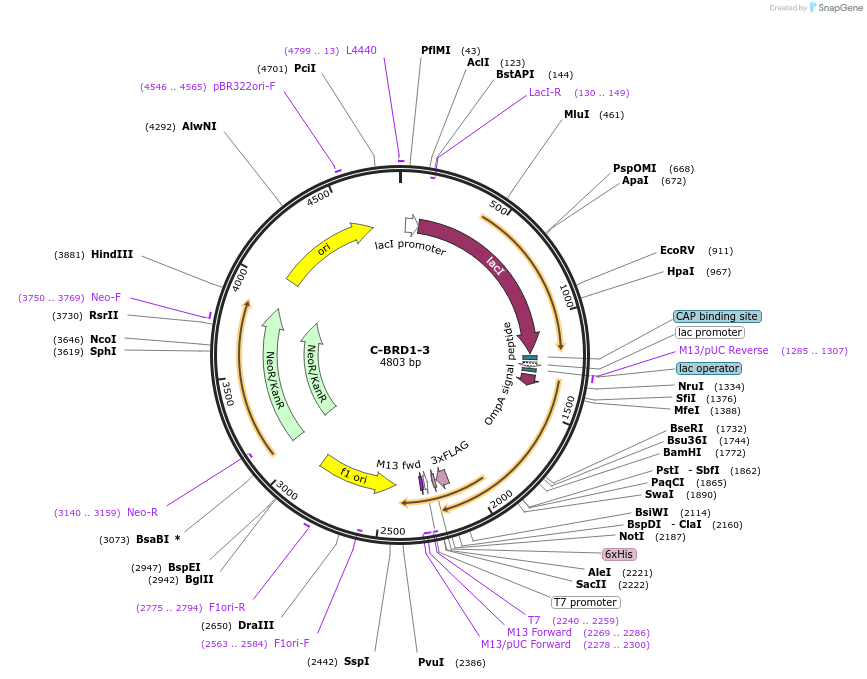 166517-plasmid-map-sequence-id-328311