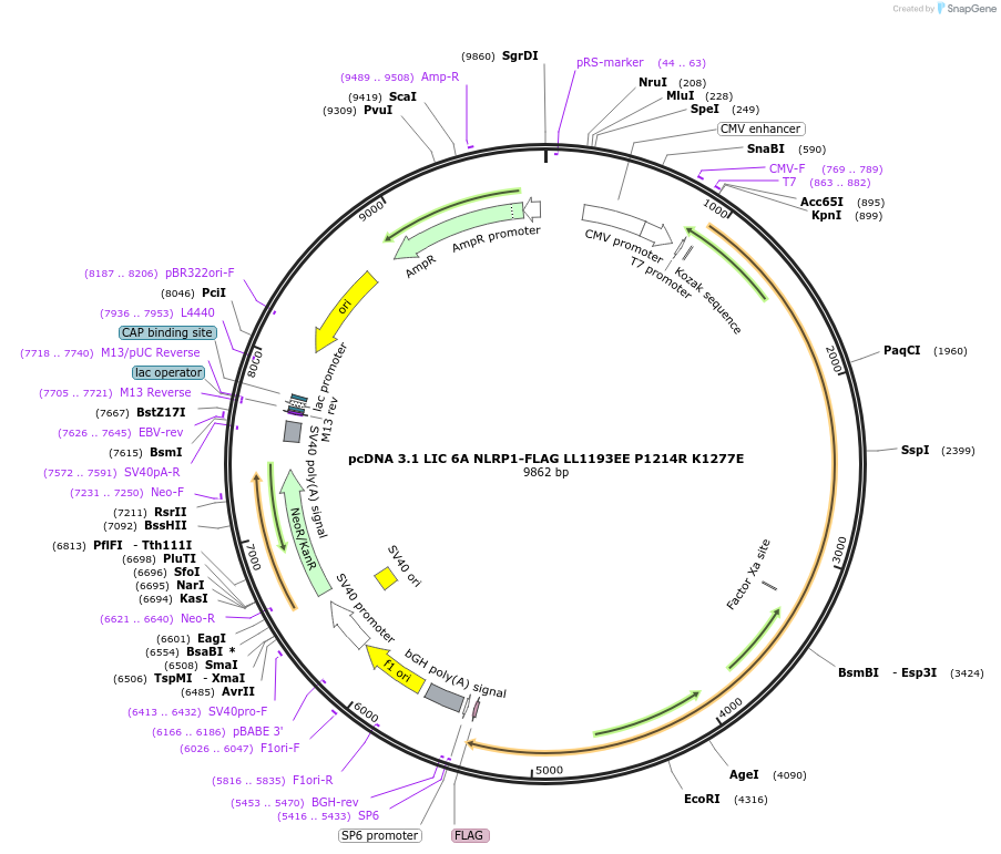 166811-plasmid-map-sequence-id-328312