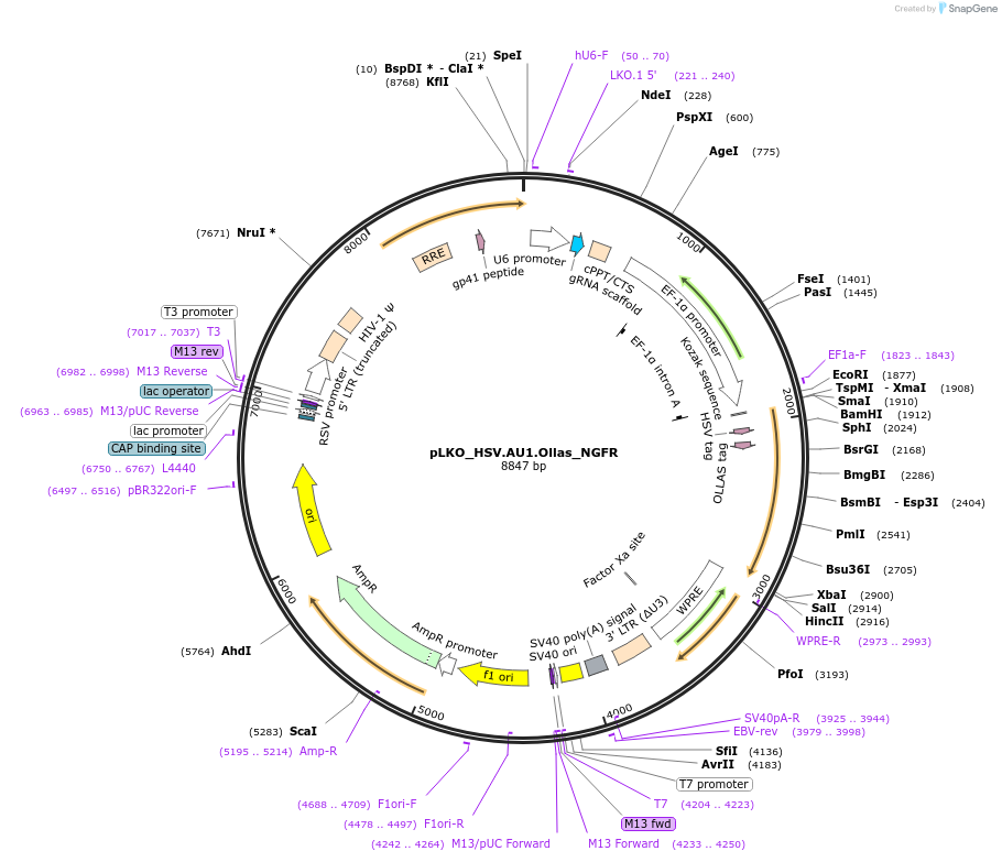 158273-plasmid-map-sequence-id-328314
